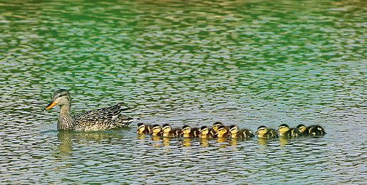 育碧明年关闭多款老游戏在线服务 包括刺客英雄无敌